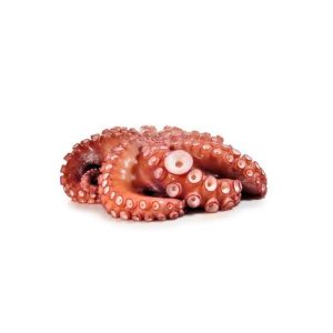 Pulpo
