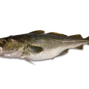 Bacalao Salvaje