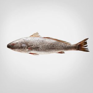 Corvina