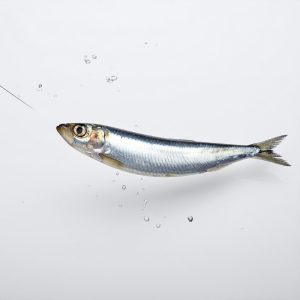 Sardina